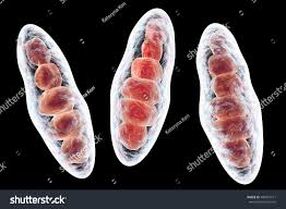 Attēlu rezultāti vaicājumam “Trichia contorta macro”