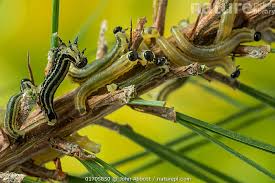 Attēlu rezultāti vaicājumam “Diprionidae”