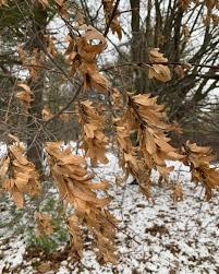 Attēlu rezultāti vaicājumam “Carpinus betulus fruit”