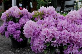 Attēlu rezultāti vaicājumam “Rhododendron catawbiense”