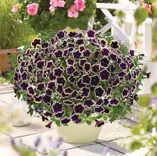 Image result for Petunia hybrida