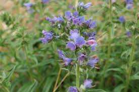 Attēlu rezultāti vaicājumam “Echium vulgare leaf”
