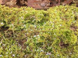 Attēlu rezultāti vaicājumam “Hedwigia ciliata sporophyte”