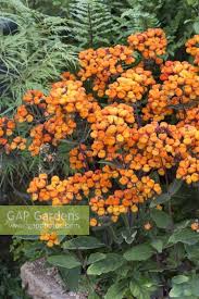 Image result for Calceolaria integrifolia
