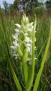 Attēlu rezultāti vaicājumam “Dactylorhiza ochroleuca flower”