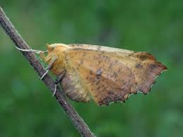 Attēlu rezultāti vaicājumam “Ennomos autumnaria”