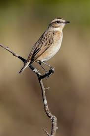 Attēlu rezultāti vaicājumam “Saxicola rubetra juvenile”