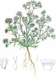 Attēlu rezultāti vaicājumam “Scleranthus perennis bud”