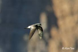 Image result for Oceanodroma castro