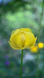 Attēlu rezultāti vaicājumam “Trollius europaeus”