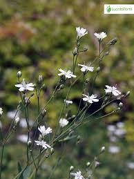 Attēlu rezultāti vaicājumam “Gypsophila fastigiata bud”