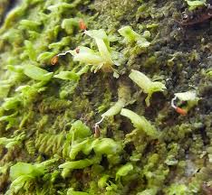 Attēlu rezultāti vaicājumam “Neckera complanata sporophyte”
