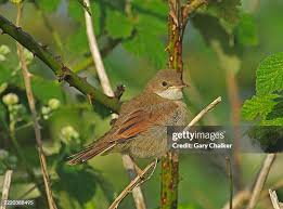 Attēlu rezultāti vaicājumam “Sylvia communis”