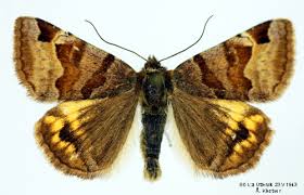 Attēlu rezultāti vaicājumam “Euclidia glyphica”