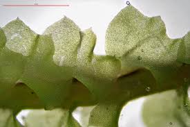 Attēlu rezultāti vaicājumam “Tritomaria”