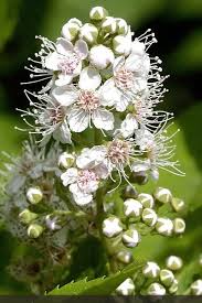 Attēlu rezultāti vaicājumam “Spiraea”