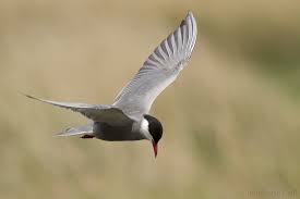 Attēlu rezultāti vaicājumam “Chlidonias hybrida”