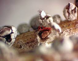 Attēlu rezultāti vaicājumam “Diderma globosum spores”