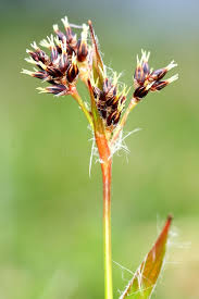 Attēlu rezultāti vaicājumam “Luzula campestris”