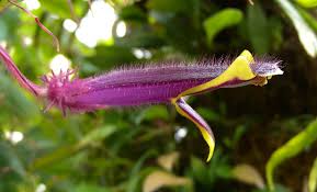 Attēlu rezultāti vaicājumam “Colloderma sp.”