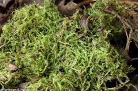 Attēlu rezultāti vaicājumam “Lophocolea coadunata”