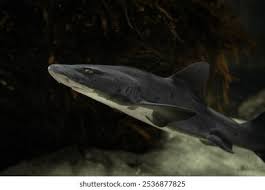 Image result for Triakis megalopterus