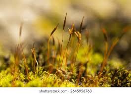 Attēlu rezultāti vaicājumam “Pohlia nutans sporophyte”