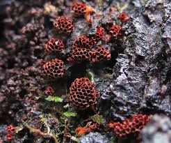 Attēlu rezultāti vaicājumam “Metatrichia vesparia”