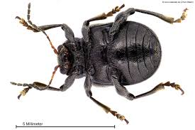 Attēlu rezultāti vaicājumam “Adoxus obscurus”