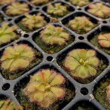 Image result for Drosera