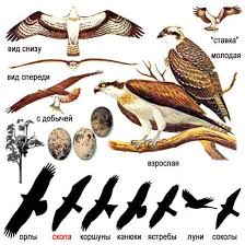 Image result for Pandion haliaetus