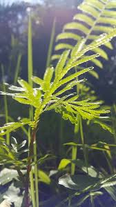 Attēlu rezultāti vaicājumam “Phacelia tanacetifolia leaf”