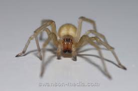 Attēlu rezultāti vaicājumam “Cheiracanthium sp. male”