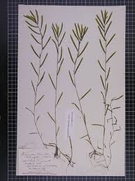 Attēlu rezultāti vaicājumam “Potamogeton trichoides”