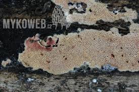 Attēlu rezultāti vaicājumam “Ceriporia purpurea”