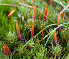 Attēlu rezultāti vaicājumam “Aulacomnium androgynum sporophyte”