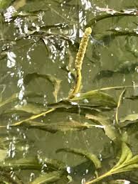 Attēlu rezultāti vaicājumam “Potamogeton lucens leaf”