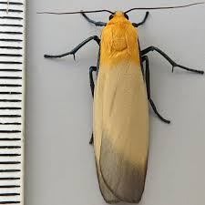 Attēlu rezultāti vaicājumam “Lithosia quadra male”