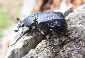 Attēlu rezultāti vaicājumam “Gnorimus variabilis”