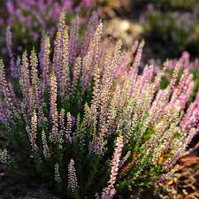 Attēlu rezultāti vaicājumam “Calluna vulgaris flower”