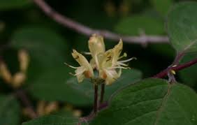 Attēlu rezultāti vaicājumam “Lonicera xylosteum flower”