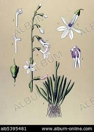 Attēlu rezultāti vaicājumam “Lobelia dortmanna bud”