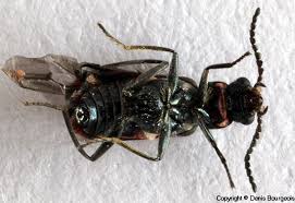 Attēlu rezultāti vaicājumam “Anthocomus fasciatus”