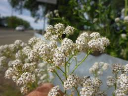 Attēlu rezultāti vaicājumam “Lepidium latifolium”