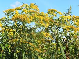 Attēlu rezultāti vaicājumam “Solidago canadensis flower”