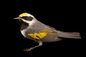 Image result for Vermivora chrysoptera