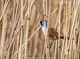 Attēlu rezultāti vaicājumam “Panurus biarmicus male”