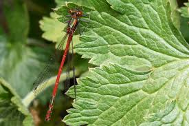 Attēlu rezultāti vaicājumam “Pyrrhosoma nymphula”