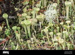 Attēlu rezultāti vaicājumam “Cladonia fimbriata”