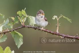 Attēlu rezultāti vaicājumam “Passer domesticus juvenile”